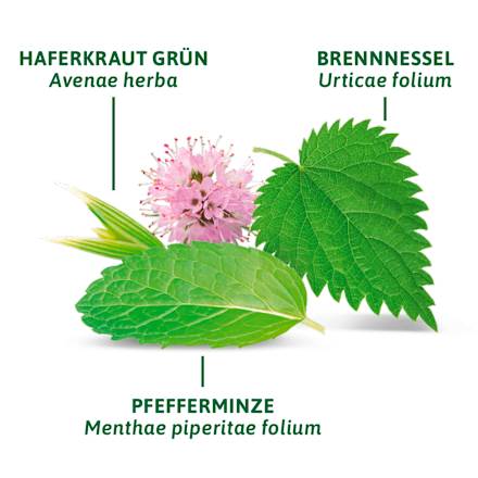 Kräutertee, Basische Kräuter (12 Beutel) Bad Heilbrunner