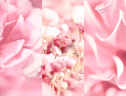 Deospray No.3 Velvet Blossom 8x4 women