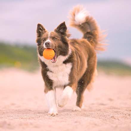 Hračka pre psy AirBall loptička s hrotmi - biela s farebnými škvrnami THE EXPLORER DOG