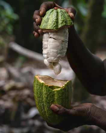 Schokolade, Whole Cocoa Fruit Vivani