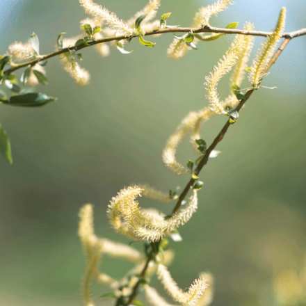 Leave-In Haarspray mit Weidenrinde RAUSCH