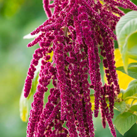 Shampoo Repair Kamille & Amaranth RAUSCH